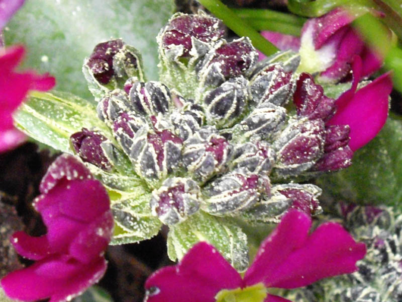 Primula denticulata photo